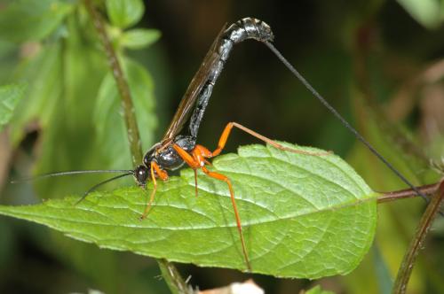 Réf. 23 724 : Dolichomitus sp.