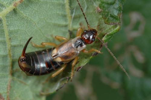 Forficula auricularia