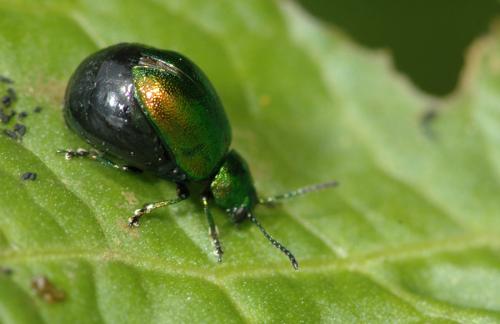 Gastrophysa viridula