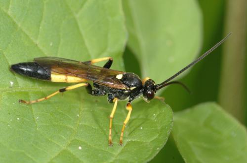 Réf. 23 725 : Ichneumoninae inconnu
