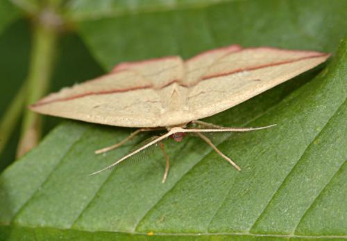 Réf. 23 753 : Timandra comae