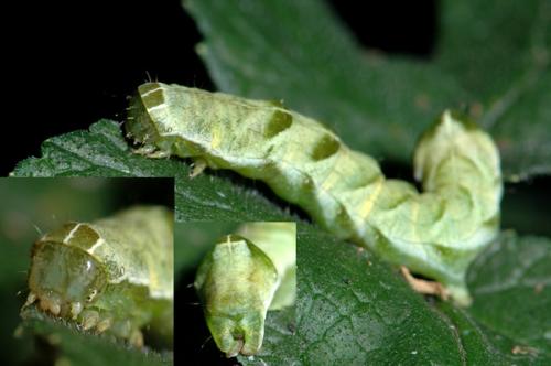 Melanchra persicariae