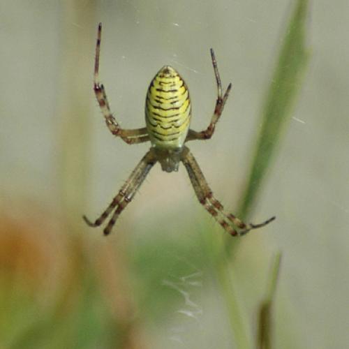 Réf. 23 981 : Argiope bruennichi