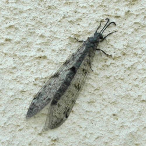 Distoleon tetragrammicus