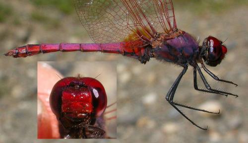 Réf. 23 300 : Trithemis annulata