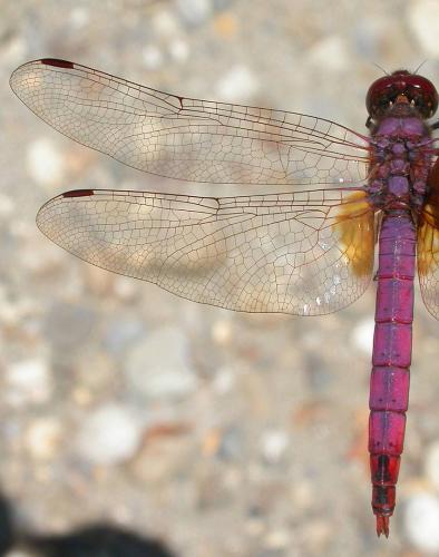 Trithemis annulata