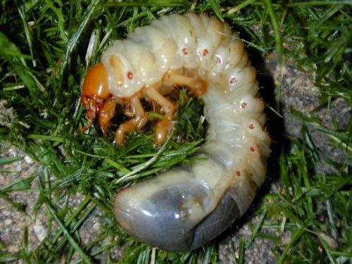 Melolontha melolontha