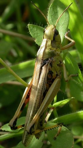 Réf. 23 755 : Stethophyma grossum