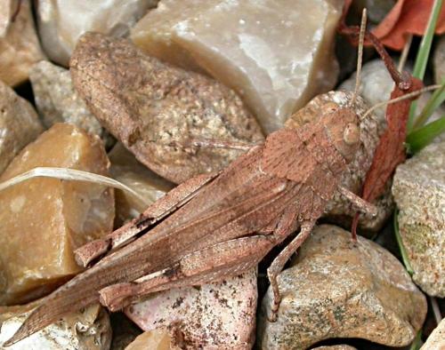 Réf. 23 651 : Oedipoda caerulescens caerulescens