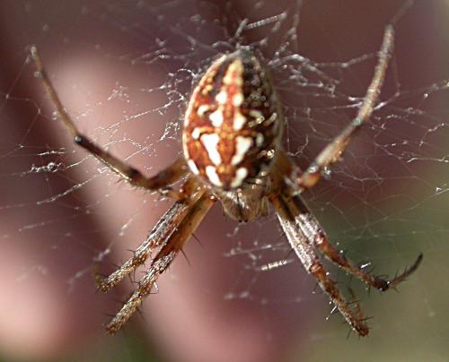 Neoscona adianta