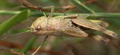 Réf. 23 655 : Pseudochorthippus parallelus