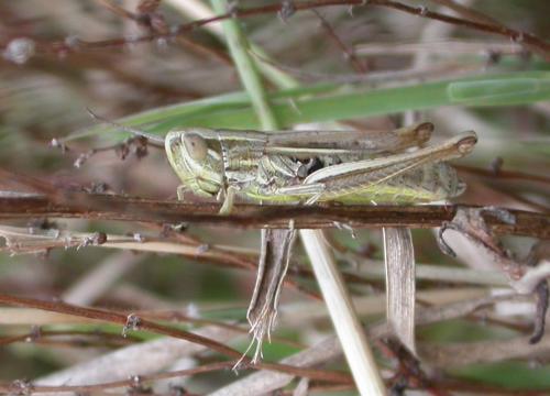 Euchorthippus declivus