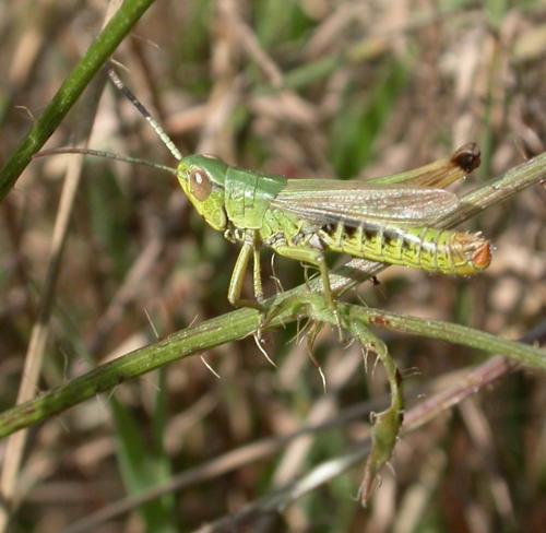 Réf. 23 705 : Pseudochorthippus parallelus