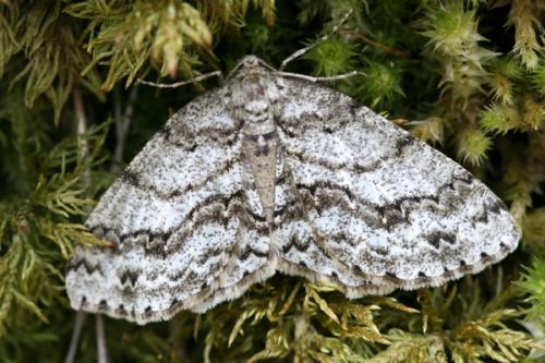 Ectropis crepuscularia