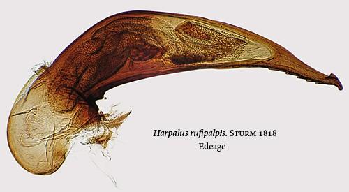 Réf. 23 682 : Harpalus rufipalpis