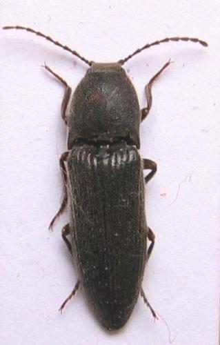 Melanotus crassicollis