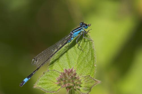 Ischnura elegans