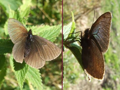 Erebia manto