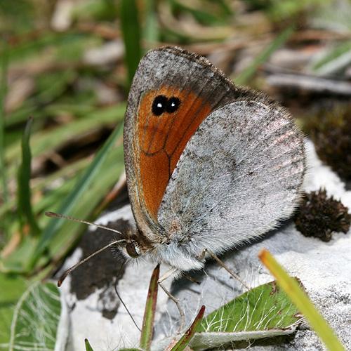 Réf. 23 246 : Erebia cassioides