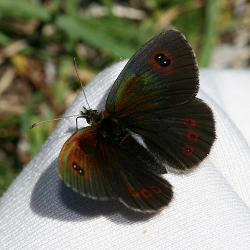 Réf. 23 247 : Erebia cassioides