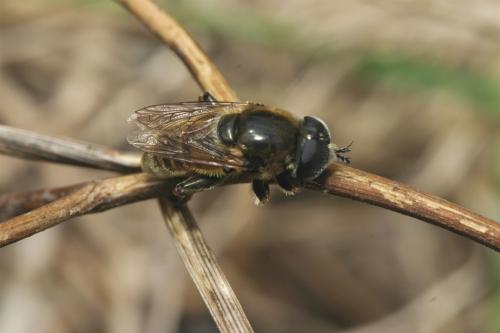 Réf. 23 271 : Merodon sp.