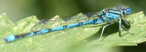 Erythromma lindenii