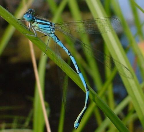 Erythromma lindenii