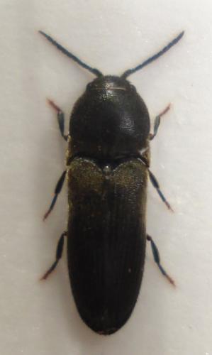 Dromaeolus barnabita