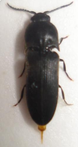 Dromaeolus barnabita