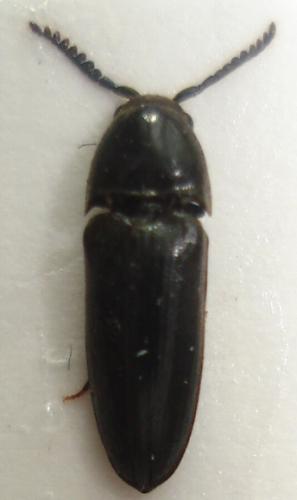 Réf. 23 258 : Eucnemis capucina