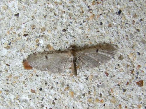 Eupithecia sp.