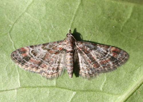 Gymnoscelis rufifasciata