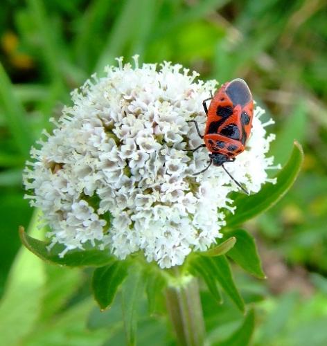 Réf. 23 390 : Eurydema dominulus