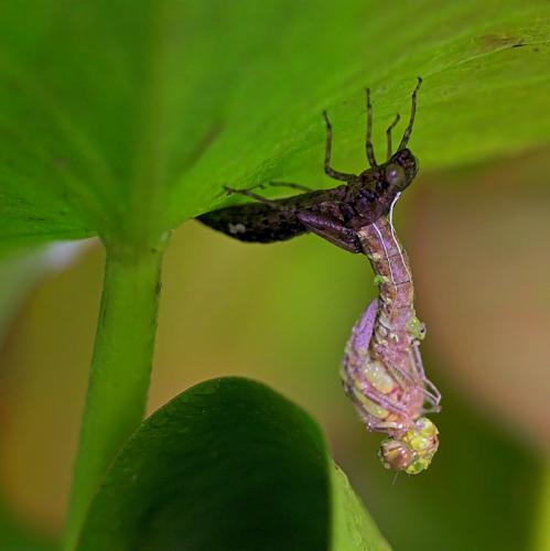 Aeshna cyanea