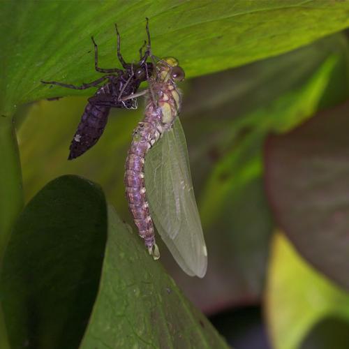Aeshna cyanea