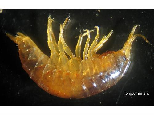 Réf. 23 615 : Gammarus sp.