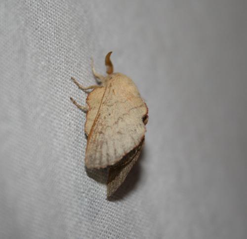 Phyllodesma suberifolia