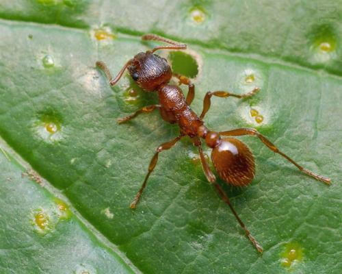 Myrmica sp.