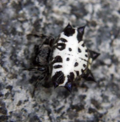 Gasteracantha kuhli