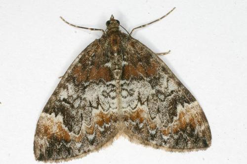Dysstroma sp.