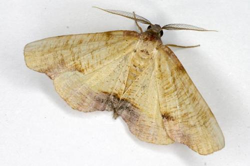 Plagodis dolabraria