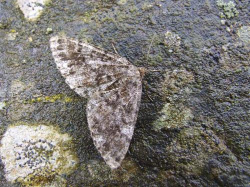 Deileptenia ribeata