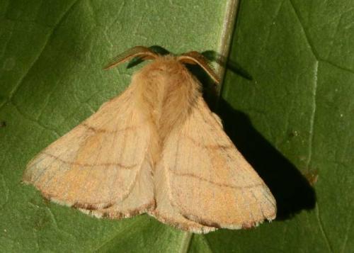 Malacosoma neustria