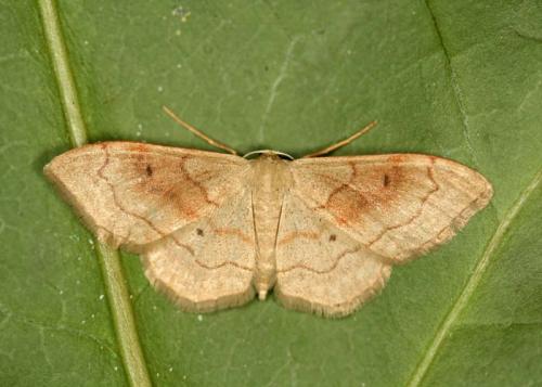 Réf. 23 120 : Idaea bilinearia