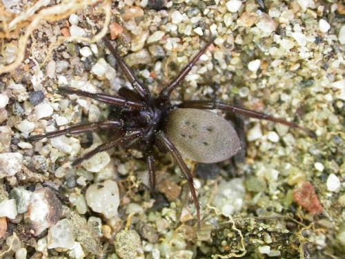 Gnaphosa dolosa