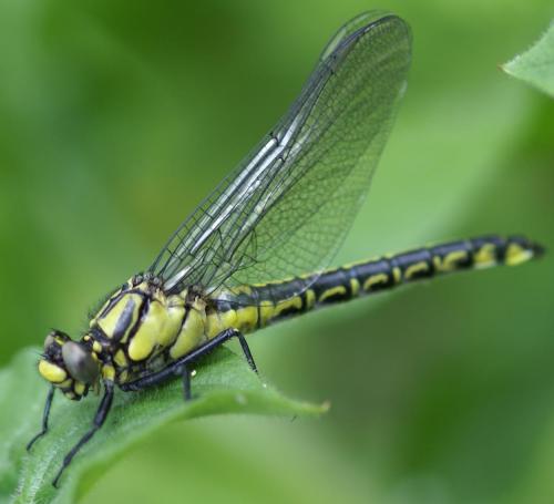 Gomphus vulgatissimus