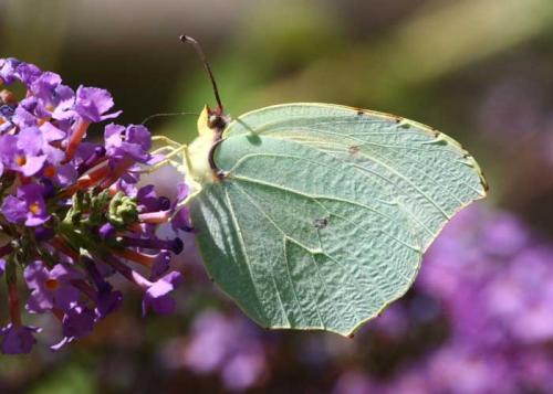 Réf. 23 158 : Gonepteryx sp.