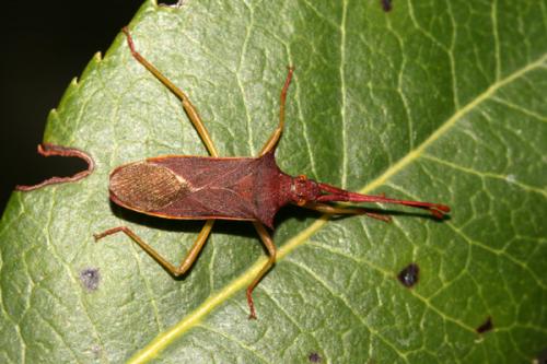 Gonocerus insidiator