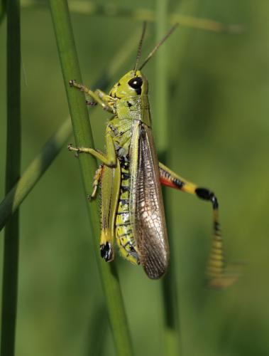 Réf. 23 624 : Stethophyma grossum