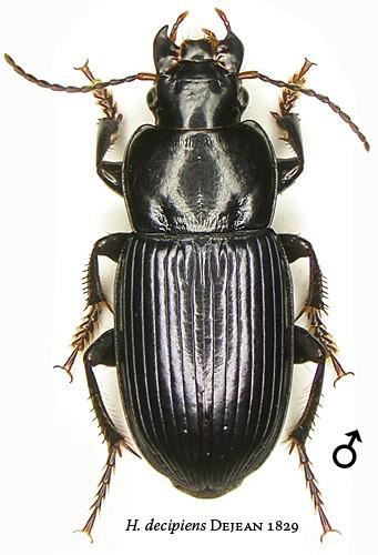 Réf. 23 567 : Harpalus decipiens